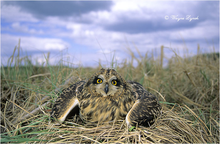 Short-eared Owl 104 by Dr. Wayne Lynch &copy;